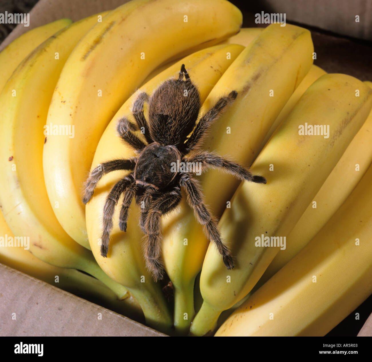 Rot Knien Vogelspinnen Vogelspinne Brachypelma Smithi auf importierte Bananen Stockfoto