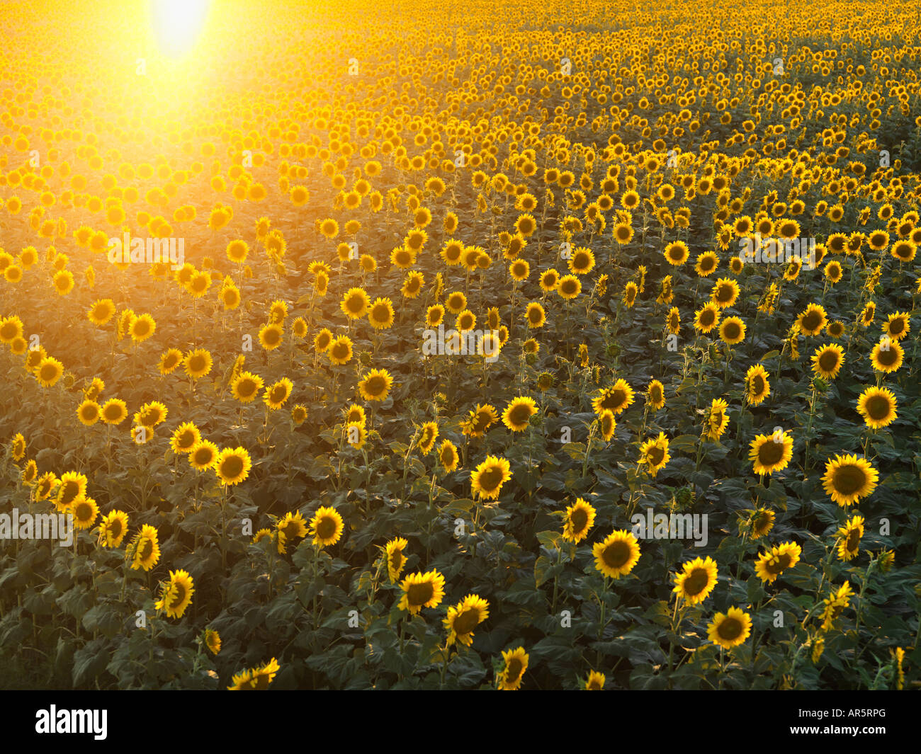 Feld von Sonnenblumen mit Sonnenschein Stockfoto