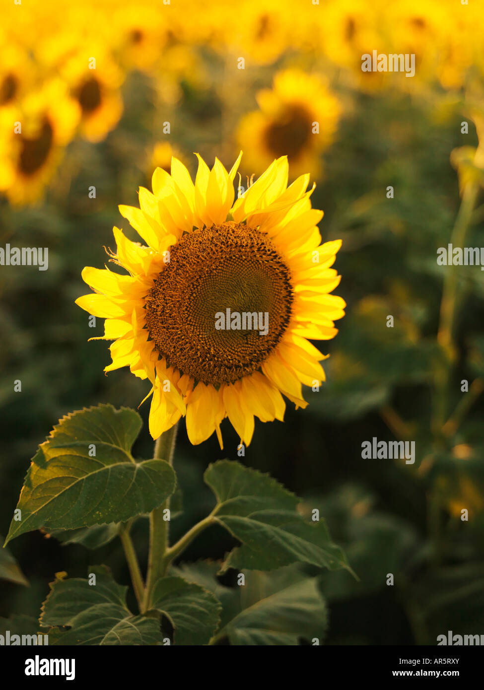 Sonnenblumen im Feld mit anderen Stockfoto