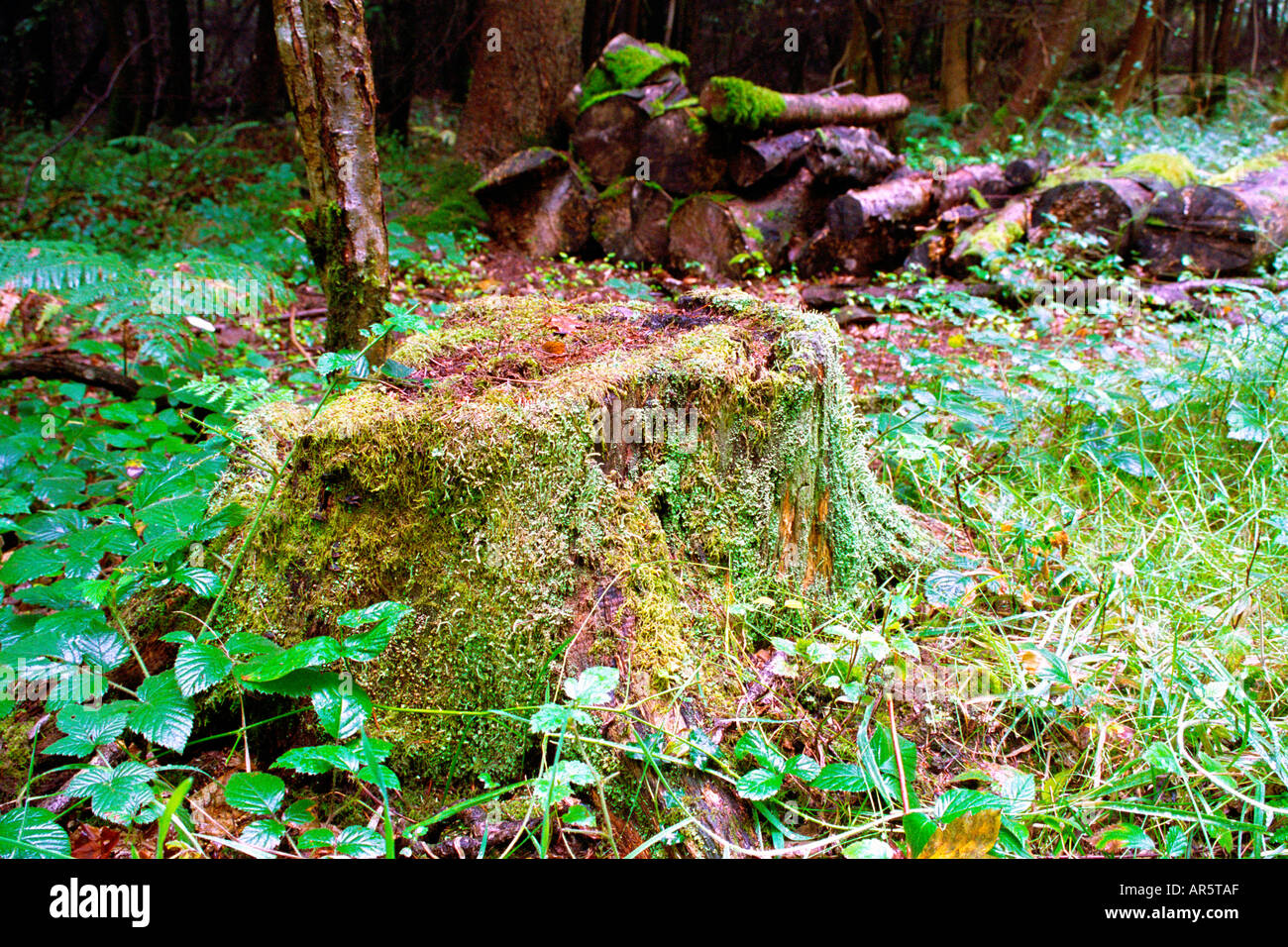 Moos bedeckte Baumstumpf, Protokoll-Stapel im Hintergrund Stockfoto