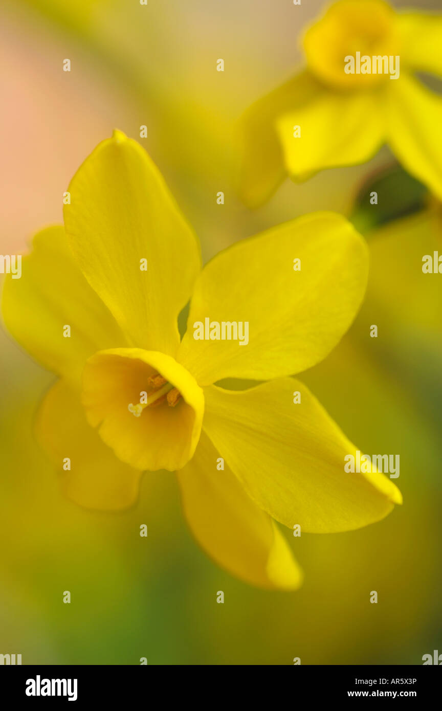 NARCISSUS JONQUILLA NARZISSE Stockfoto