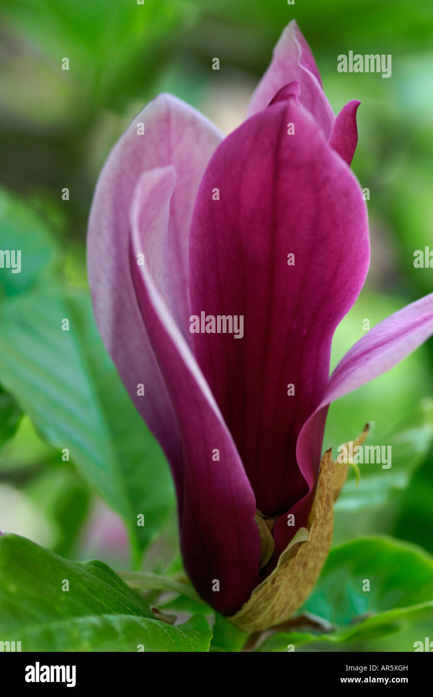 Magnolia Liliiflora Nigra Tulpenbaum Stockfoto