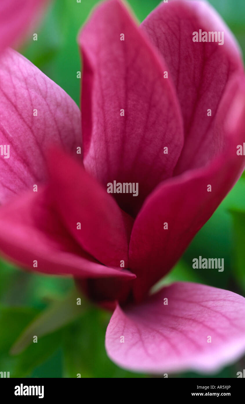 Magnolia Liliiflora Nigra Tulpenbaum Stockfoto