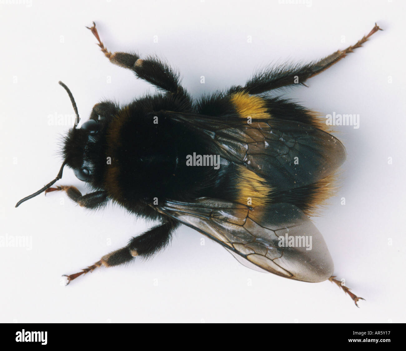 Folded wings Ausgeschnittene Stockfotos und -bilder - Alamy