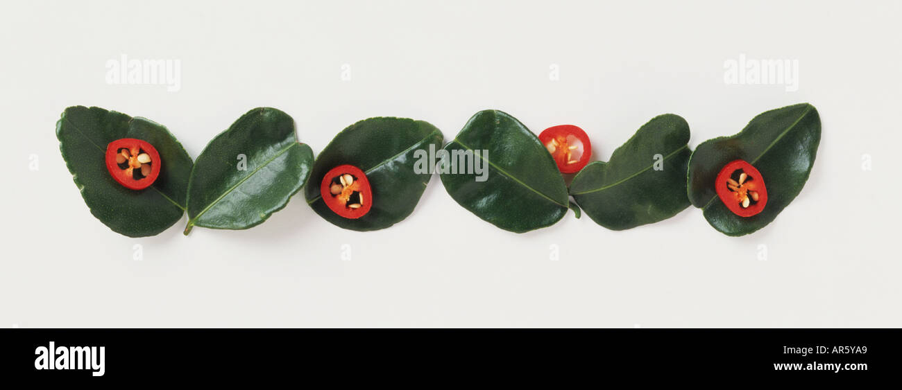 Korianderblätter mit Chilis auf Sie Stockfoto