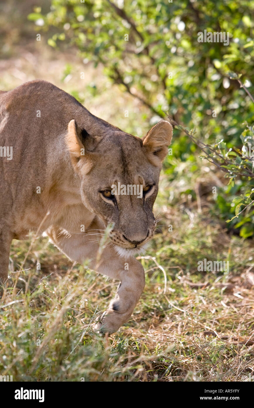 Weibliche Löwen stalking in Samburu National Reserve, Kenia, Afrika Stockfoto