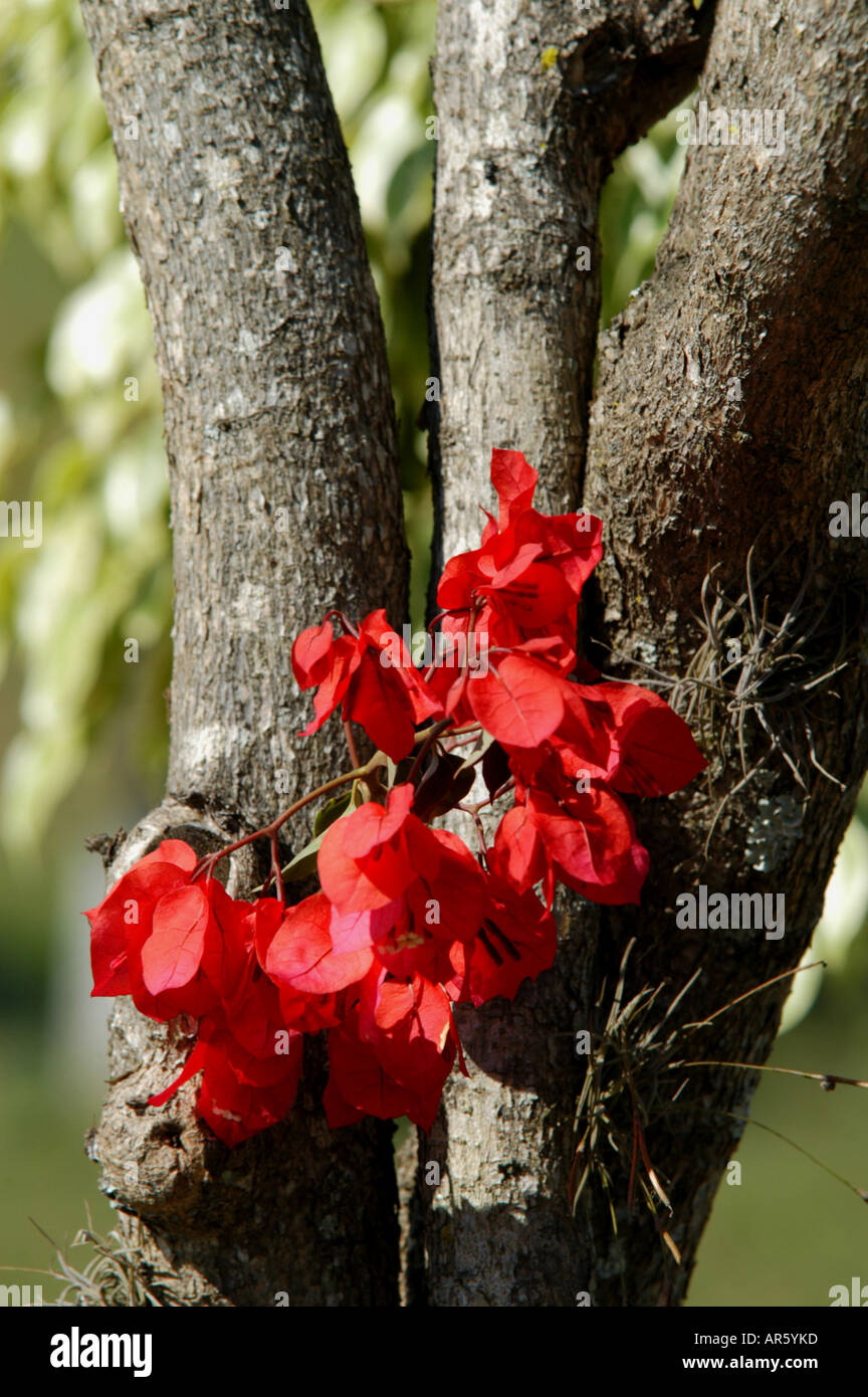 Blume des Frühlings an einem Baum, 17. Juni 2006 11 16 Uhr am Samstag Sorocaba Sao Paulo Brasilien Stockfoto