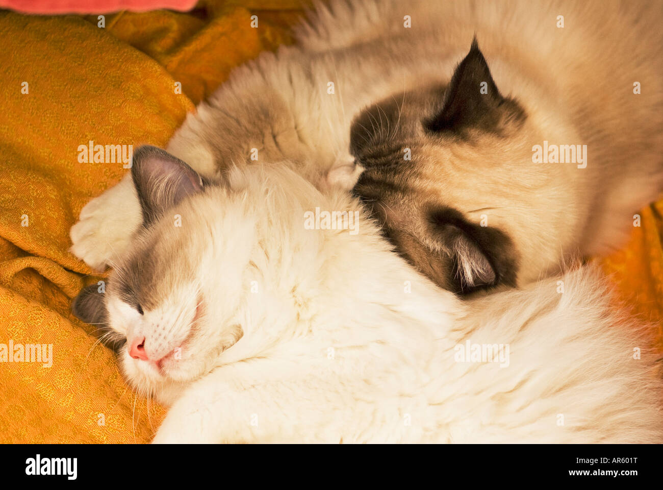 Zwei Zweibettzimmer Ragdoll Kätzchen schlafen dicht beieinander Stockfoto
