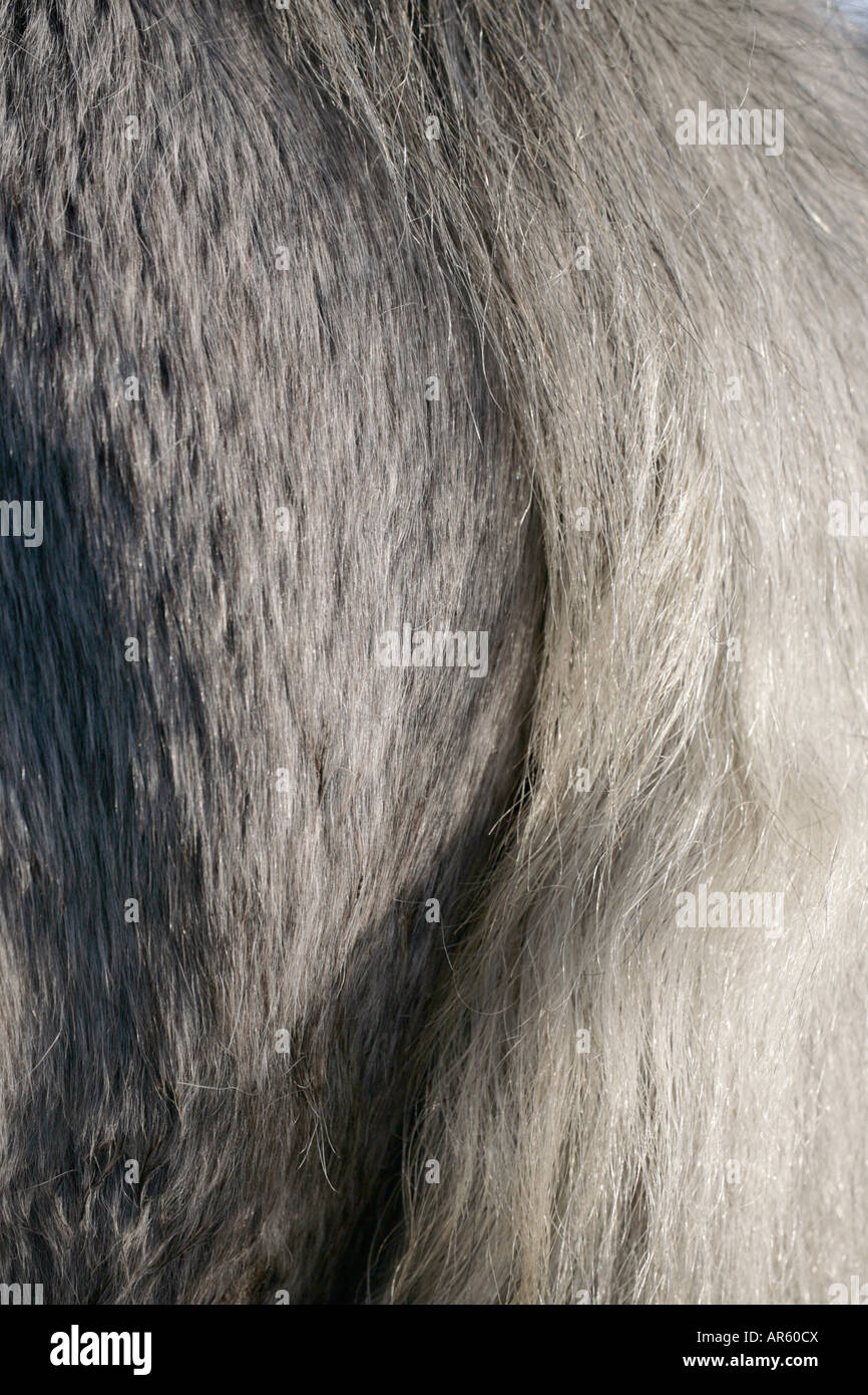 Mantel der eine oder andere Connemara Pony, Connemara, Irland Stockfoto
