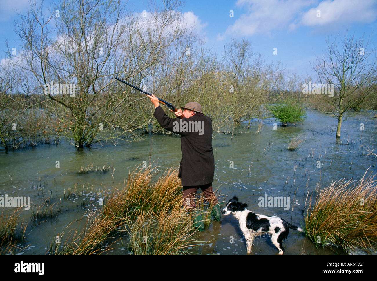 Federwildjagd Kent Winter Pistole mit Springer Spaniel Stockfoto