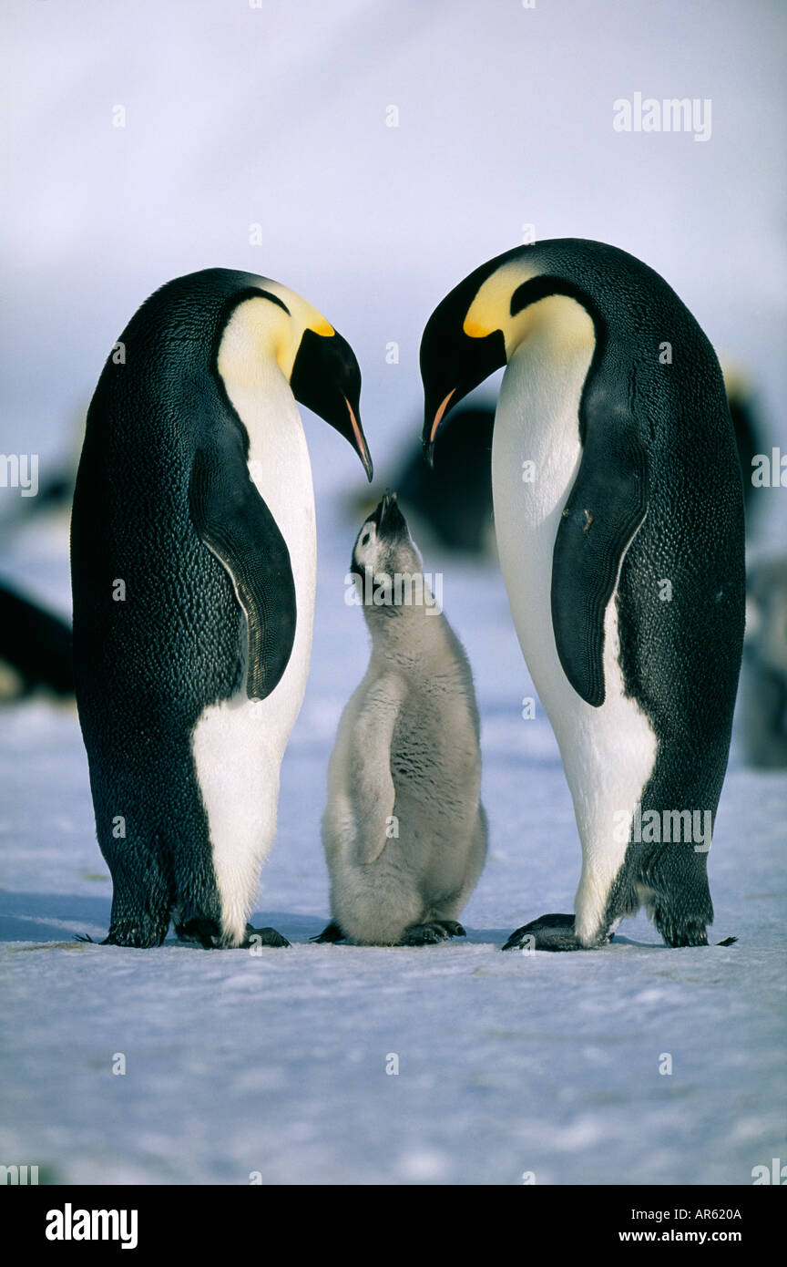 Kaiser-Pinguin Aptenodytes Forsteri paar mit Küken Weddellmeer Antarktis Stockfoto