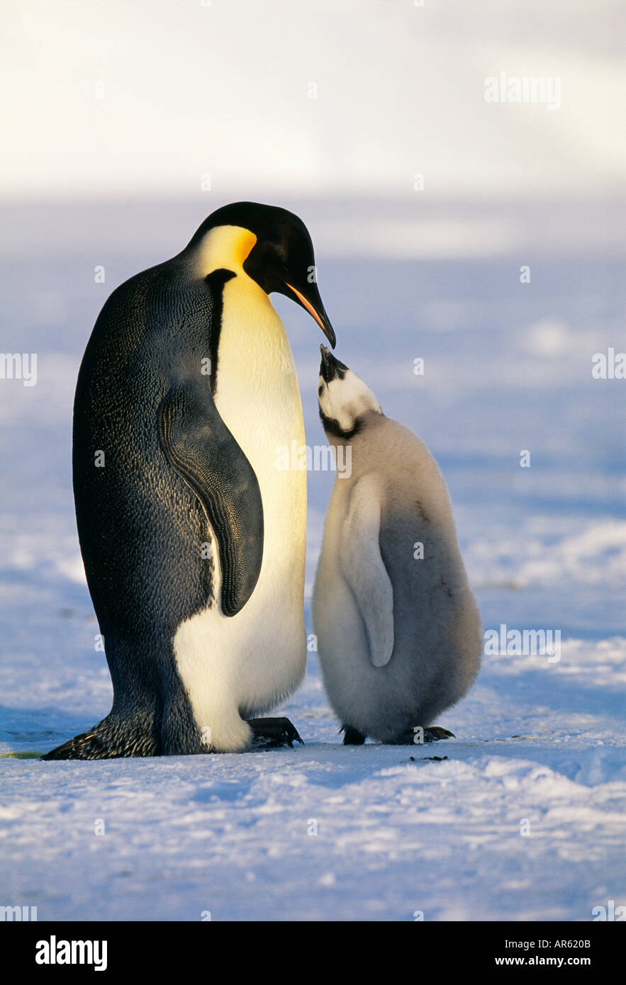Kaiser-Pinguin Aptenodytes Forsteri paar mit Küken Weddellmeer Antarktis Stockfoto