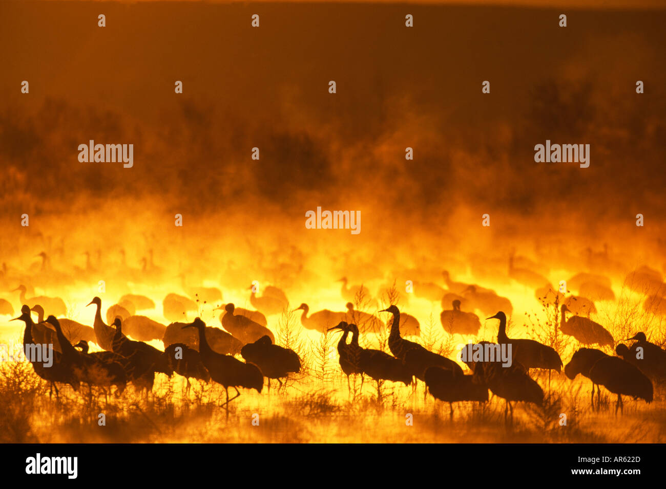 Kraniche Grus Canadensis-Gruppe in der Morgendämmerung am Schlafplatz Teich Bosque Del Apache New Mexico USA Stockfoto