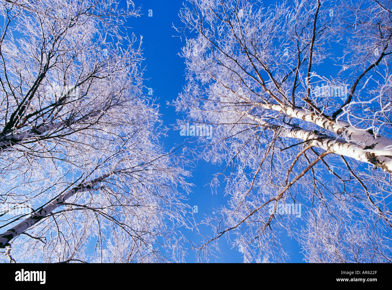 Frost bedeckt Birken in Finnland winter Stockfoto