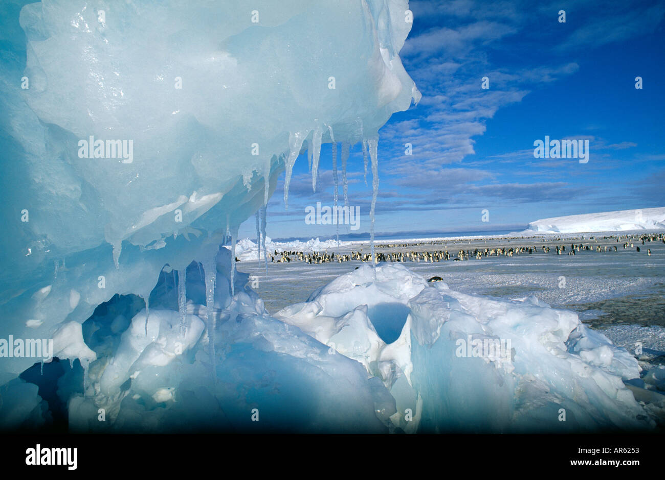 Kaiser-Pinguin Kolonie Aptenodytes Forsteri Küken in Kinderkrippe in Kolonie auf Dawson-Lambton-Gletscher Weddellmeer Antarktis November Stockfoto