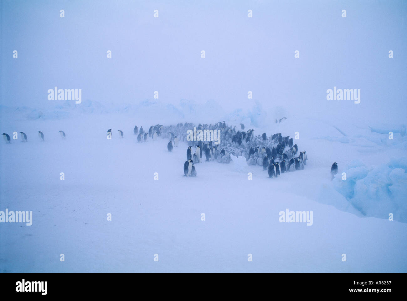 Kaiser-Pinguin-Aptenodytes Forsteri Gruppe versammelt sich bei Sturm Weddellmeer Antarktis Stockfoto