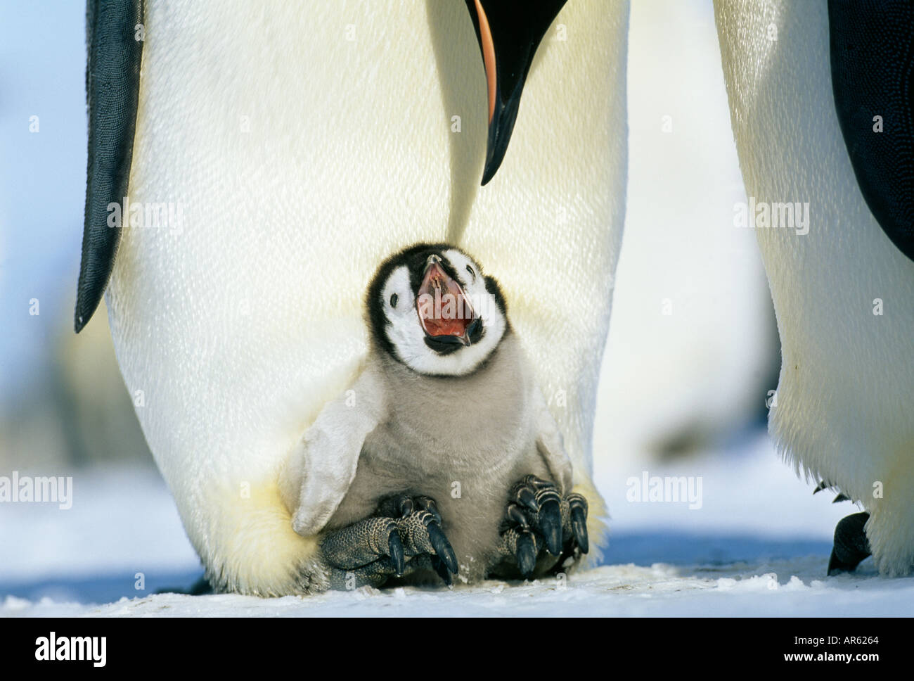 Kaiserpinguine Aptenodytes fosteri Küken Betteln während auf Mütter Füße brütete Weddell Meer Antarktis November, Stockfoto