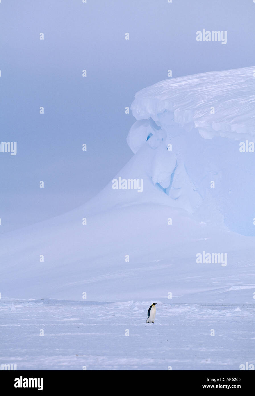 Kaiserpinguine Aptenodytes forsteri Lone nach Rückkehr in die Kolonie über Meereis der Weddell Meer Antarktis November Stockfoto