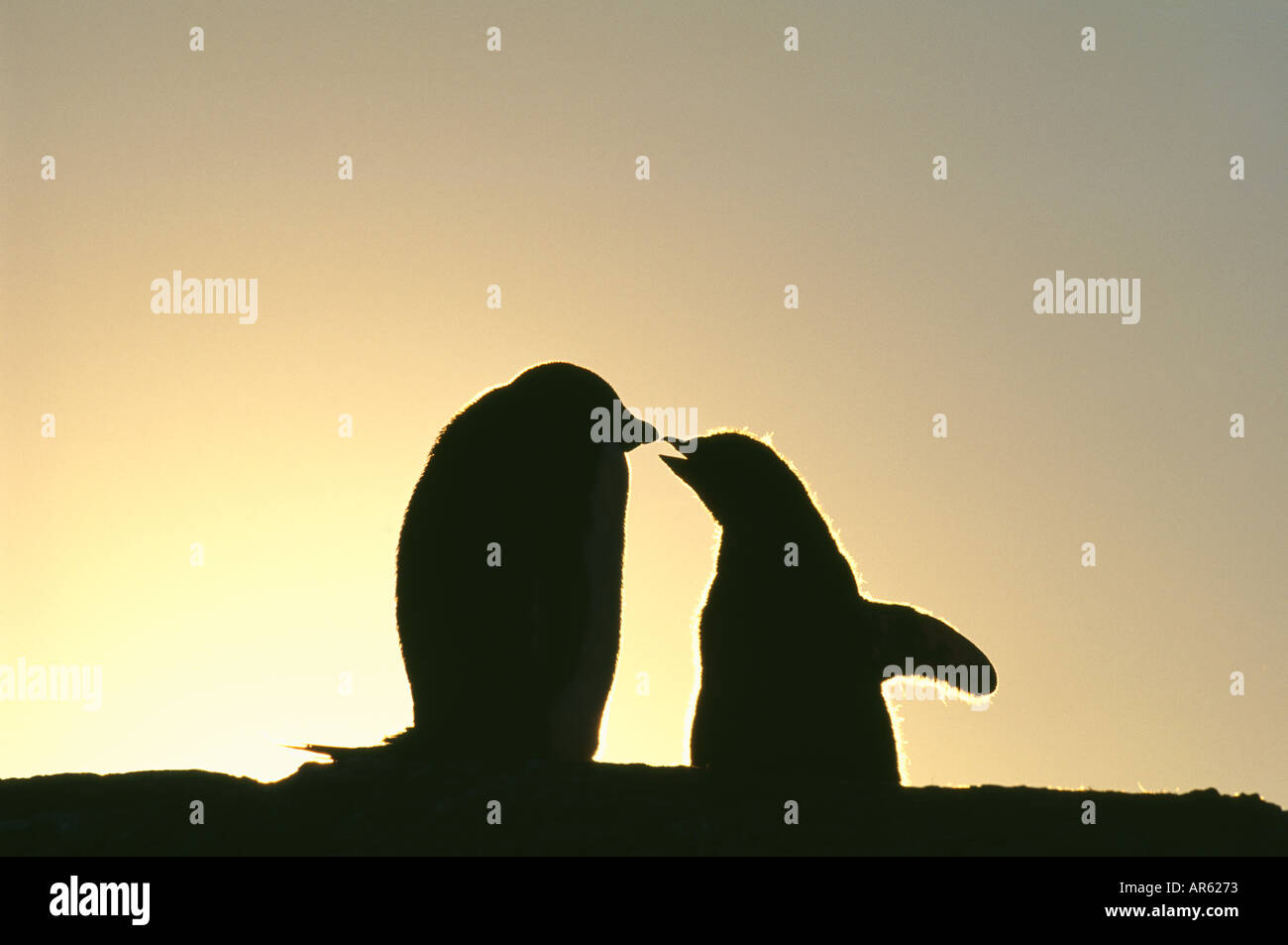 Adelie Penguin Pygoscelis Adelieae Silhouette mit Küken Antarktis Stockfoto