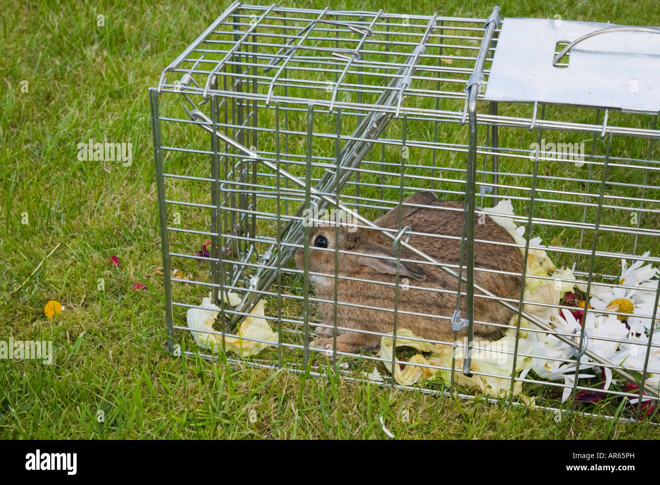 Uk September Wildkaninchen In Humane Metall Falle Im Garten
