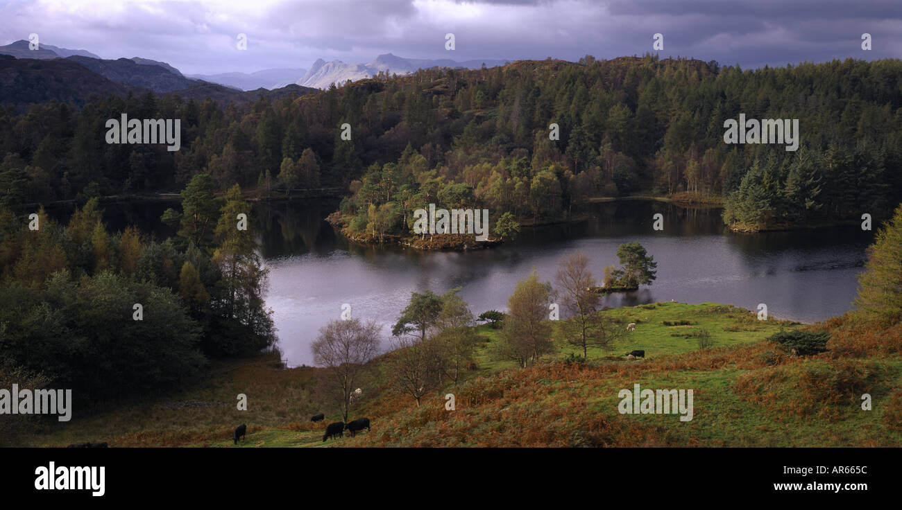 Tarn Hows mit Langdale Pikes in der Ferne Stockfoto