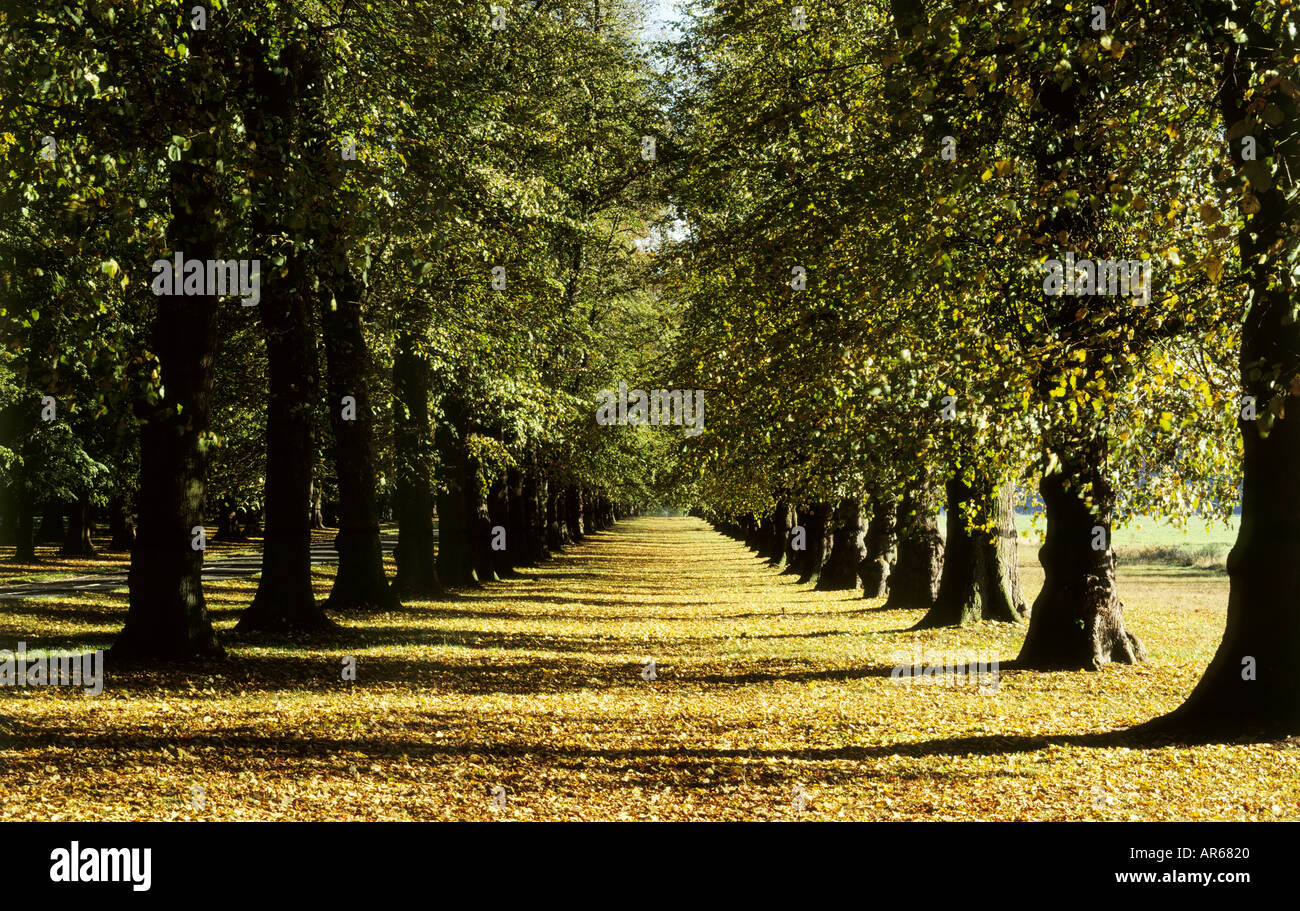 Clumber Park Nottinghamshire Stockfoto