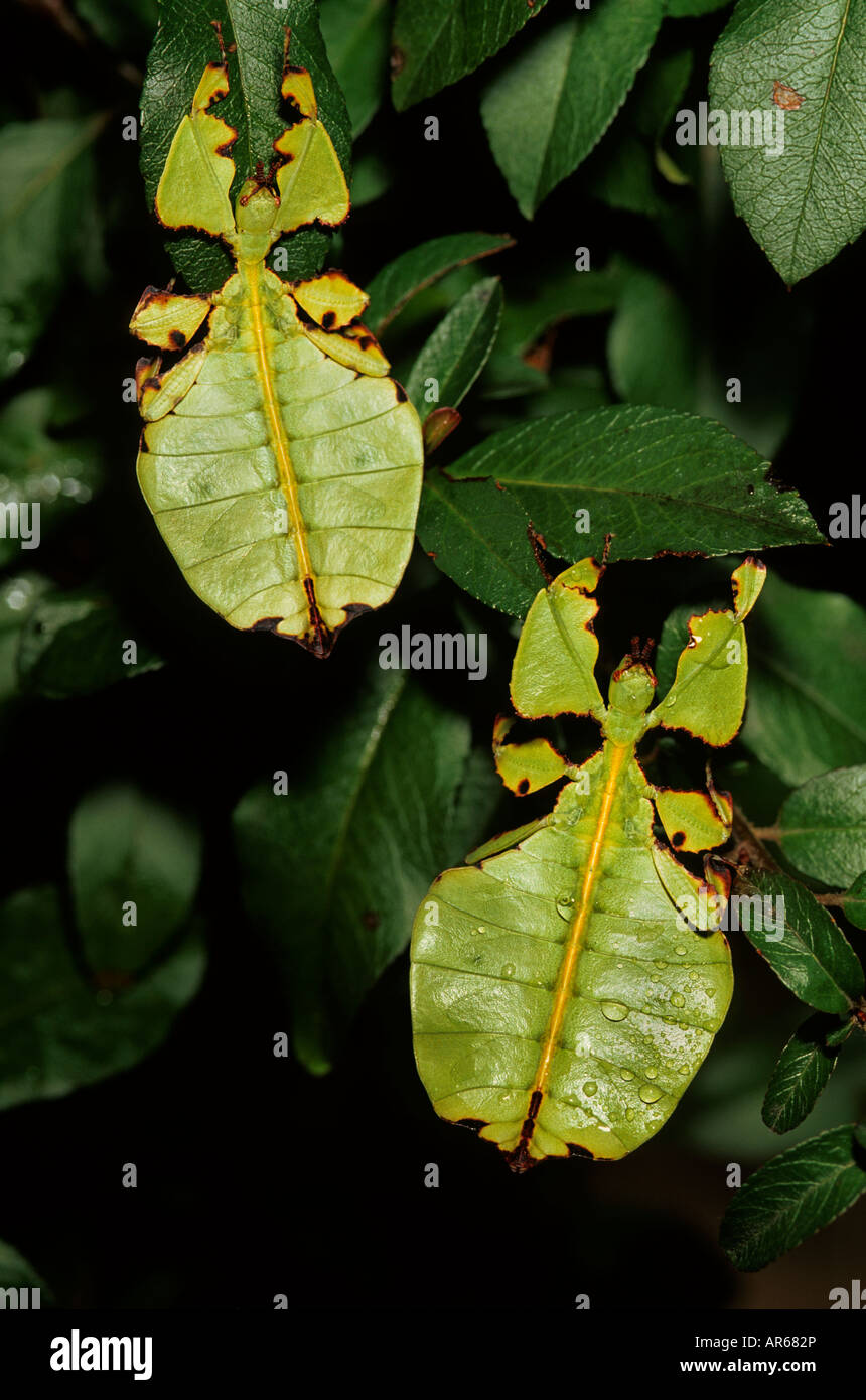 Javanischen Blatt Insekt, Phyllium Giganteum Poring Hot Springs, Mount Kinabalu Park. Sabah, Malaysia Stockfoto