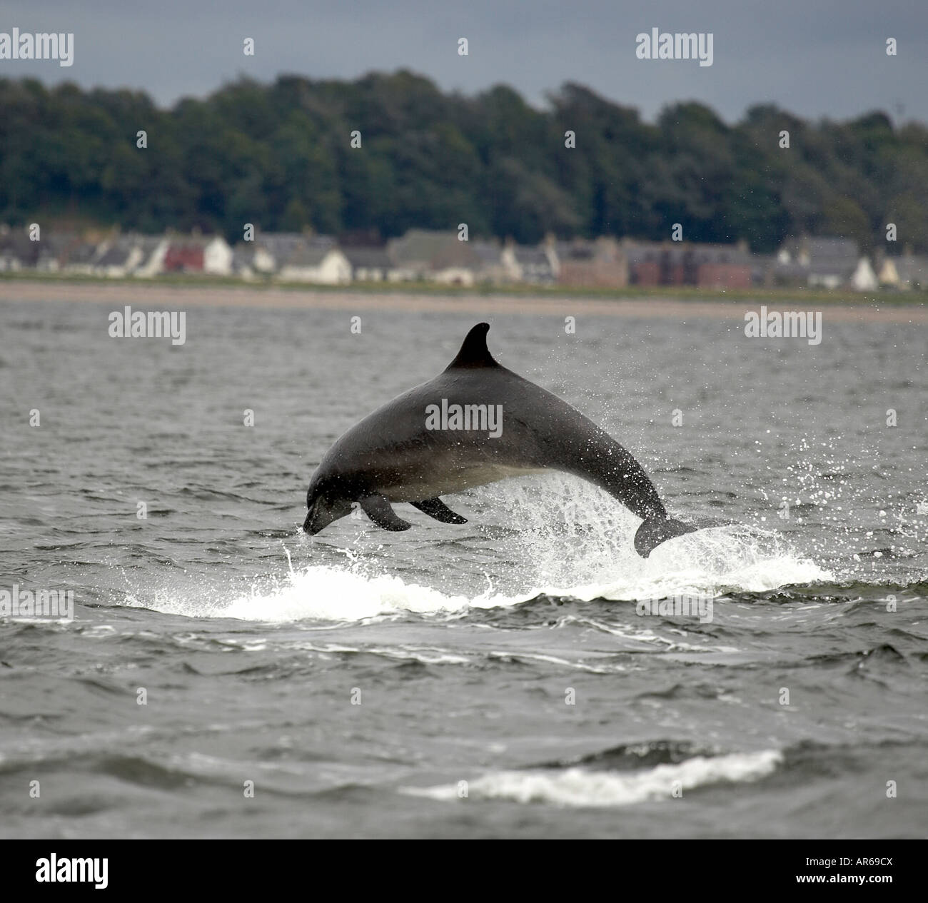 Bottlenose Dolphin Tursiops Truncatus springen auf Chanonray Punkt Moray Firth Ross-Shire Scotland UK Stockfoto