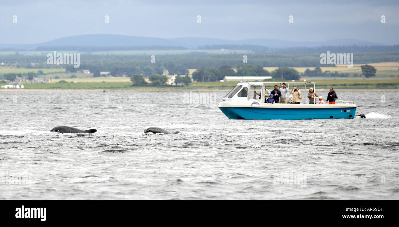 Menschen beobachten Tümmler von einem Boot Tursiops Truncatus aus Chanonray Punkt Moray Firth Ross-Shire Scotland UK Stockfoto