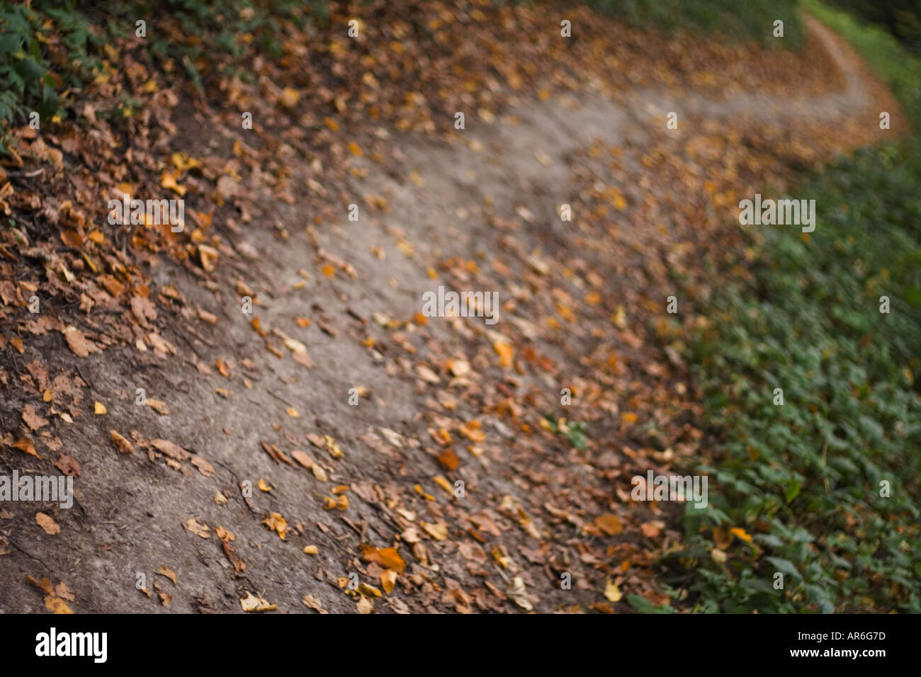 Im Herbst Weg Stockfoto