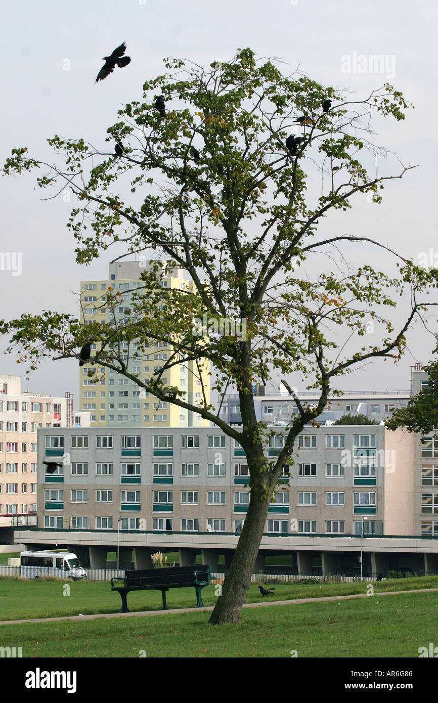 Eine Luftlinie von einem Baum in der Nähe von Broadwater Farm Estate, London, UK. Stockfoto