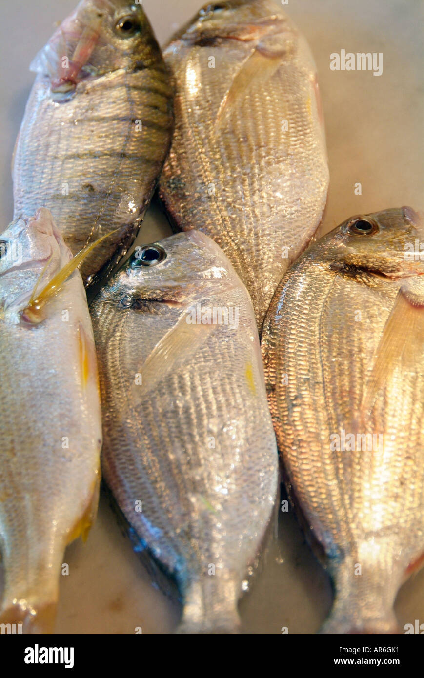 Fisch Fischhändler Platte Marmor kalten nassen tot gefangen marine ganz faul Fang net Saison Stück Outdoorshop Markt Stall Teil Stockfoto