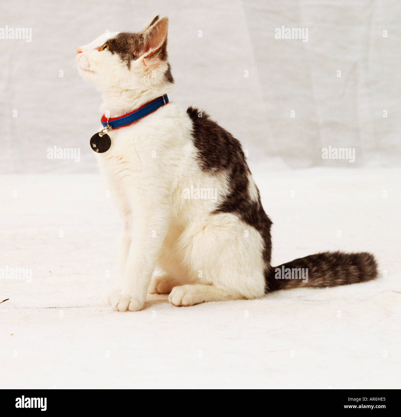 orthopädisches hundebett waschbar Orthopädisches Hundebett Barklay Bouclé – Benny Burton main image 0