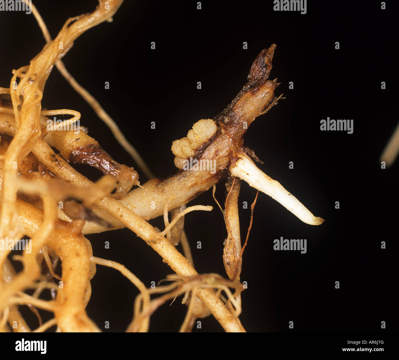 Ausläufer Krebs Rhizoctonia Solani und beschneiden mit sekundären Ausläufer bilden auf Kartoffel Stockfoto