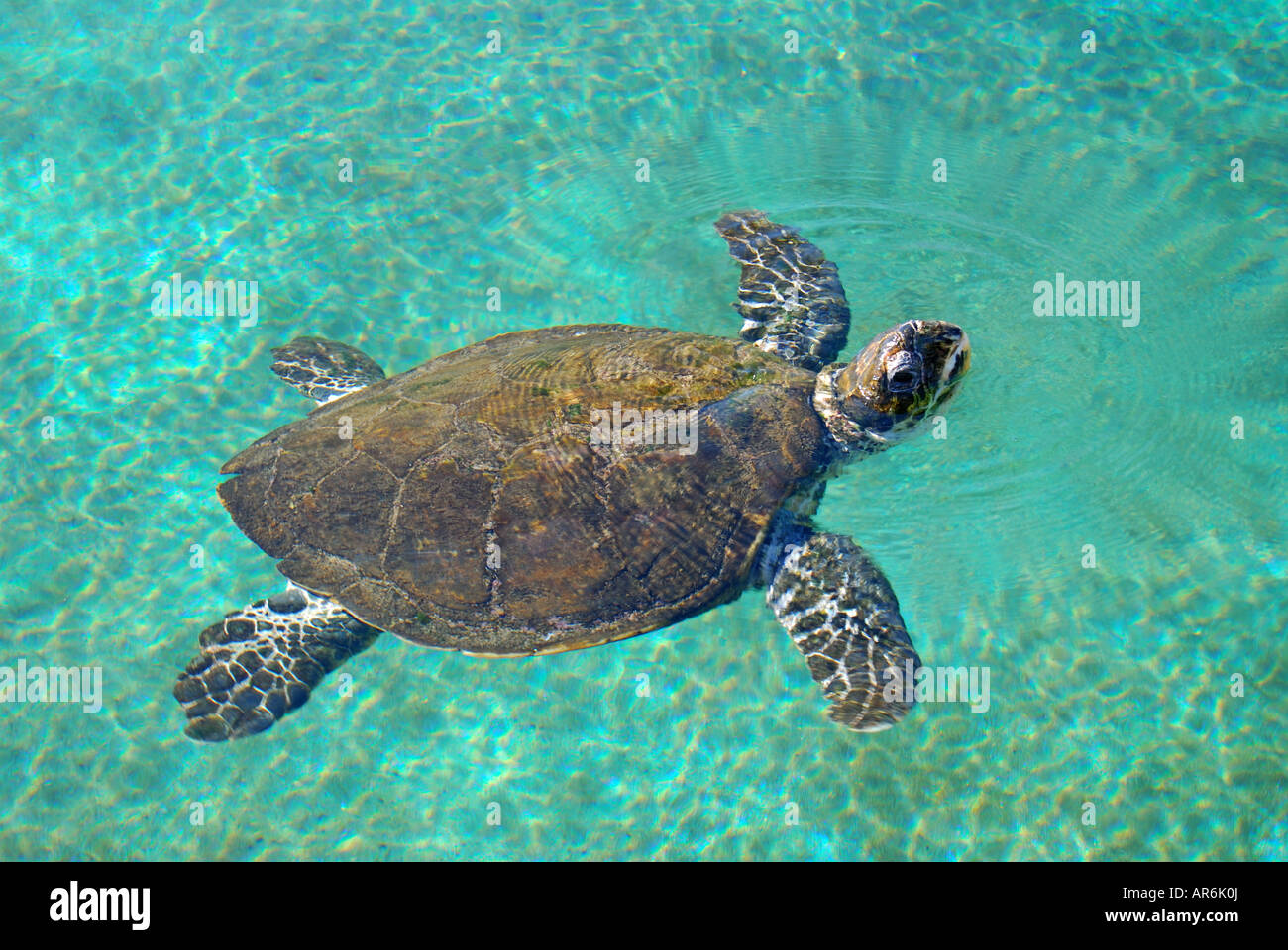 Grüne Schildkröte im Pool, Coral World Underwater Observatory und Aquarium, Eilat, South District, Israel Stockfoto