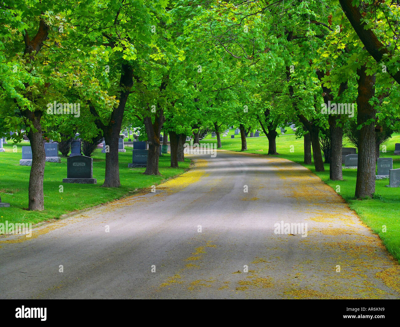 Verträumt, von Bäumen gesäumten Straße, umgeben von üppigem Grün und schlängelt sich durch den Mount Olivet Cemetery in Salt Lake City, Utah. Stockfoto