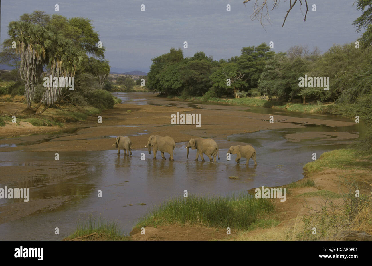 Afrikanischer Elefant Loxodonta Africana Crossing Uaso Nyiro Fluss Samburu, Kenia Stockfoto