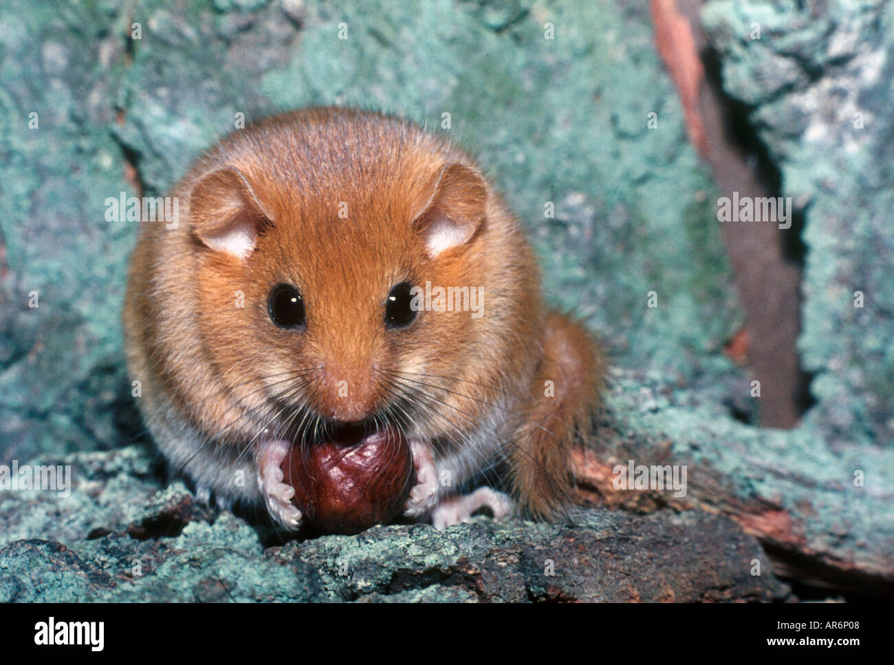 Dormouse muscardinus avellanarius eating hazel Fotos und Bildmaterial