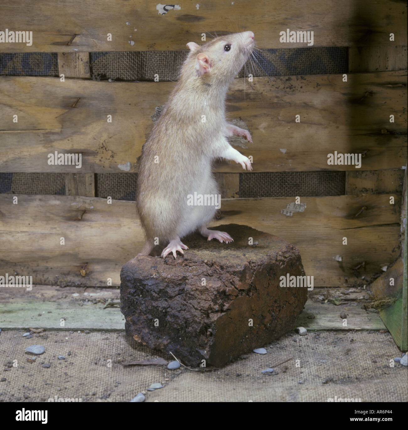 RatBrown Rattus Norvegicus stehend auf Hinterbeine auf Stein im Innenbereich Stockfoto