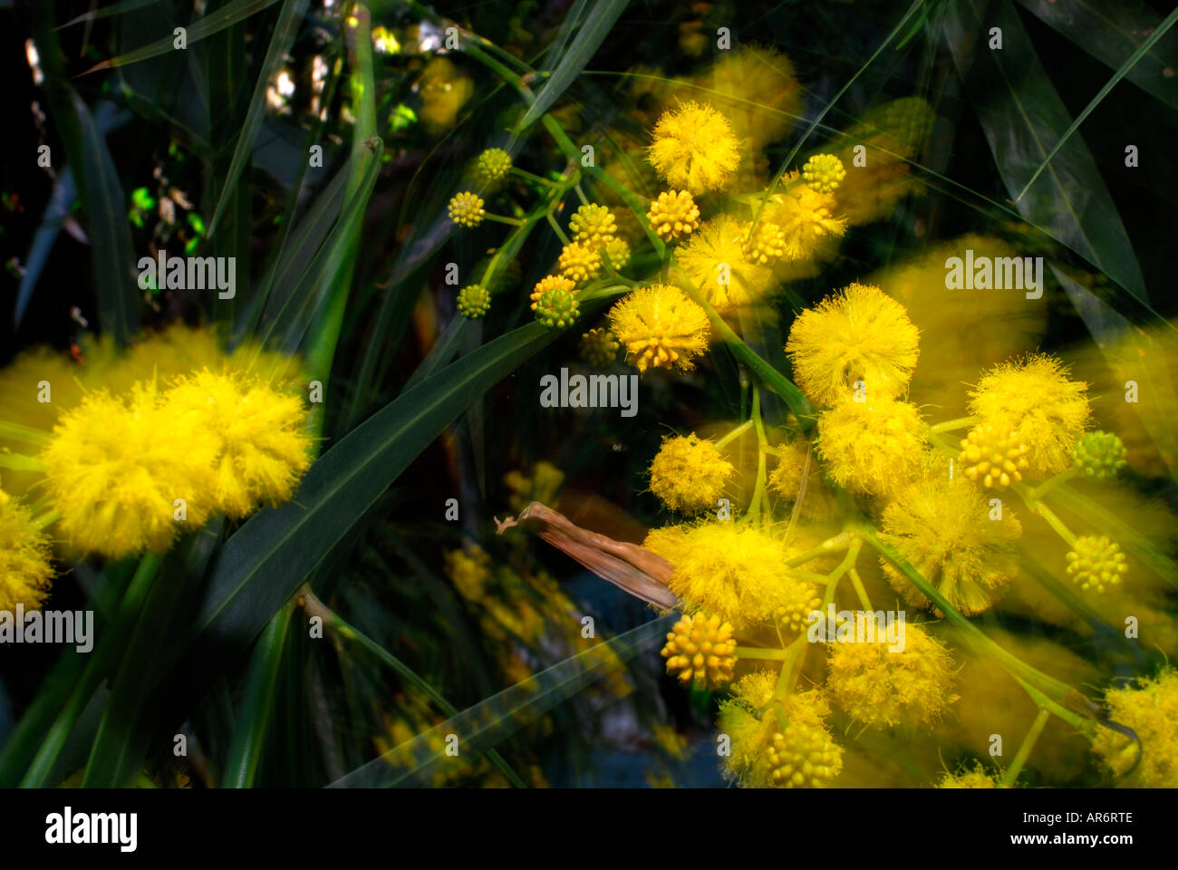 Australische Golden Wattle Blumen Stockfoto
