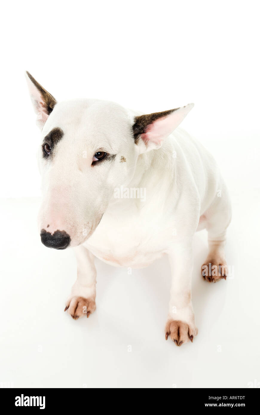 White Bull Terrier Stockfoto