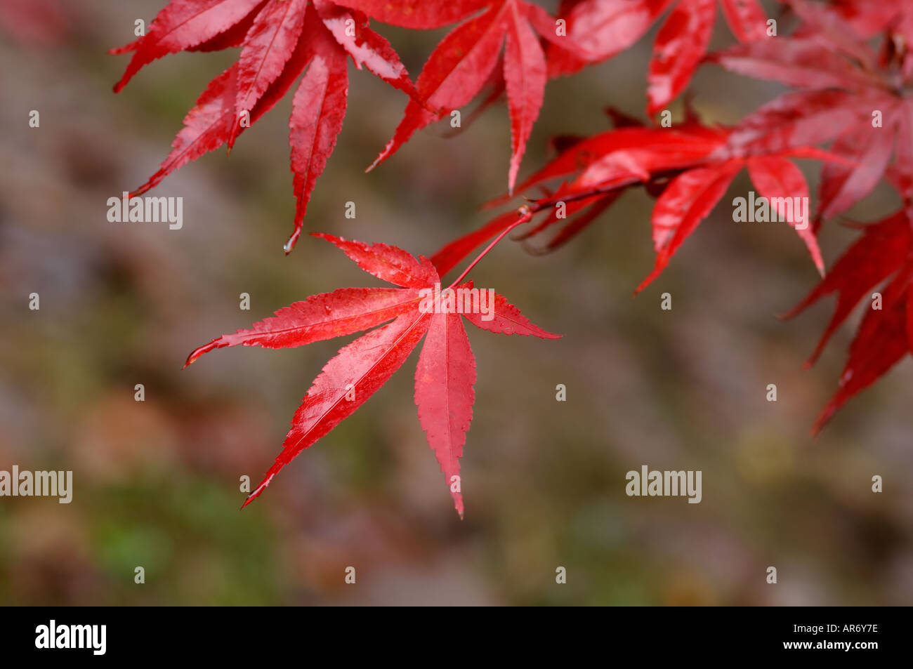 Rot nasse Blätter glatt japanischer Ahorn Acer palmatum Stockfoto