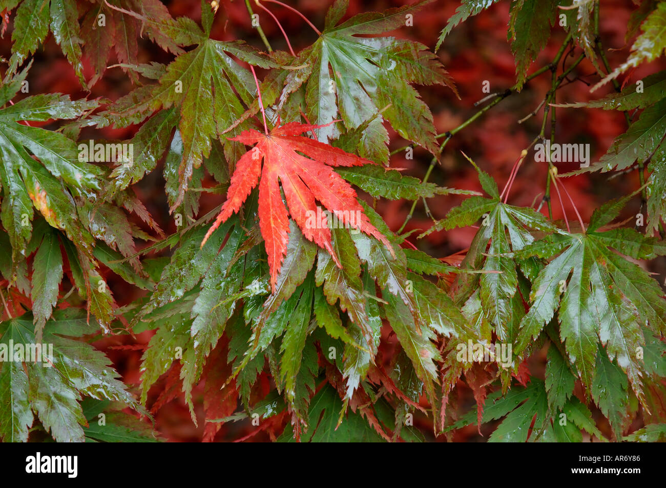 Rote Blatt unter grünen Blätter der glatten japanischer Ahorn Acer palmatum Stockfoto