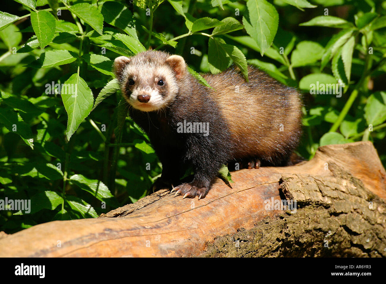 Europäischer Iltis, Itlis, Europa Stockfotografie Alamy