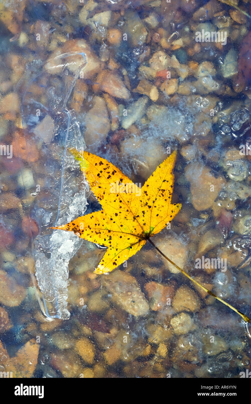 Gelbes Blatt in stoney Flussbett mit Eis zu bilden Stockfoto