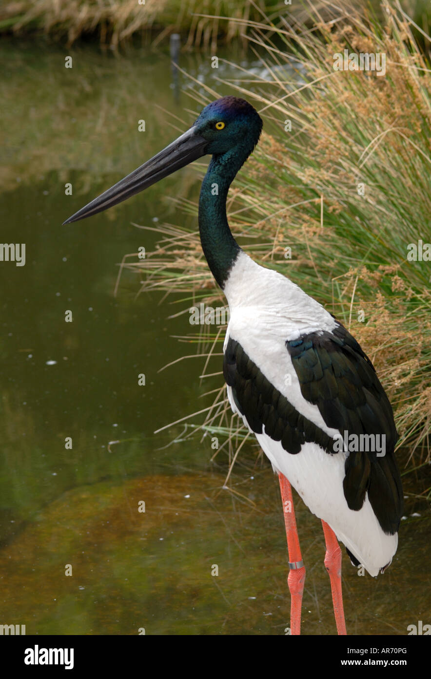 Jabiru, eine australische Necked Schwarzstorch. Stockfoto