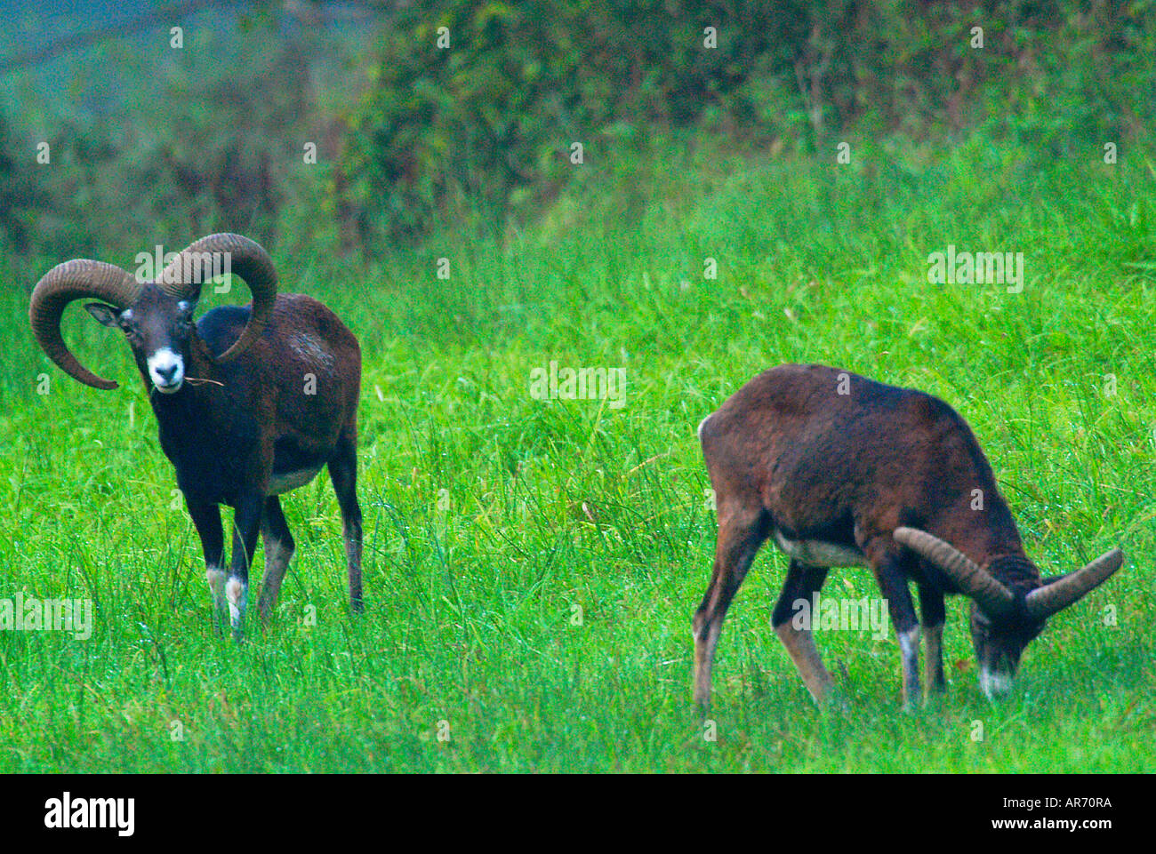 Waschmittel, Ovis Ammon Musimon, Europa Stockfoto