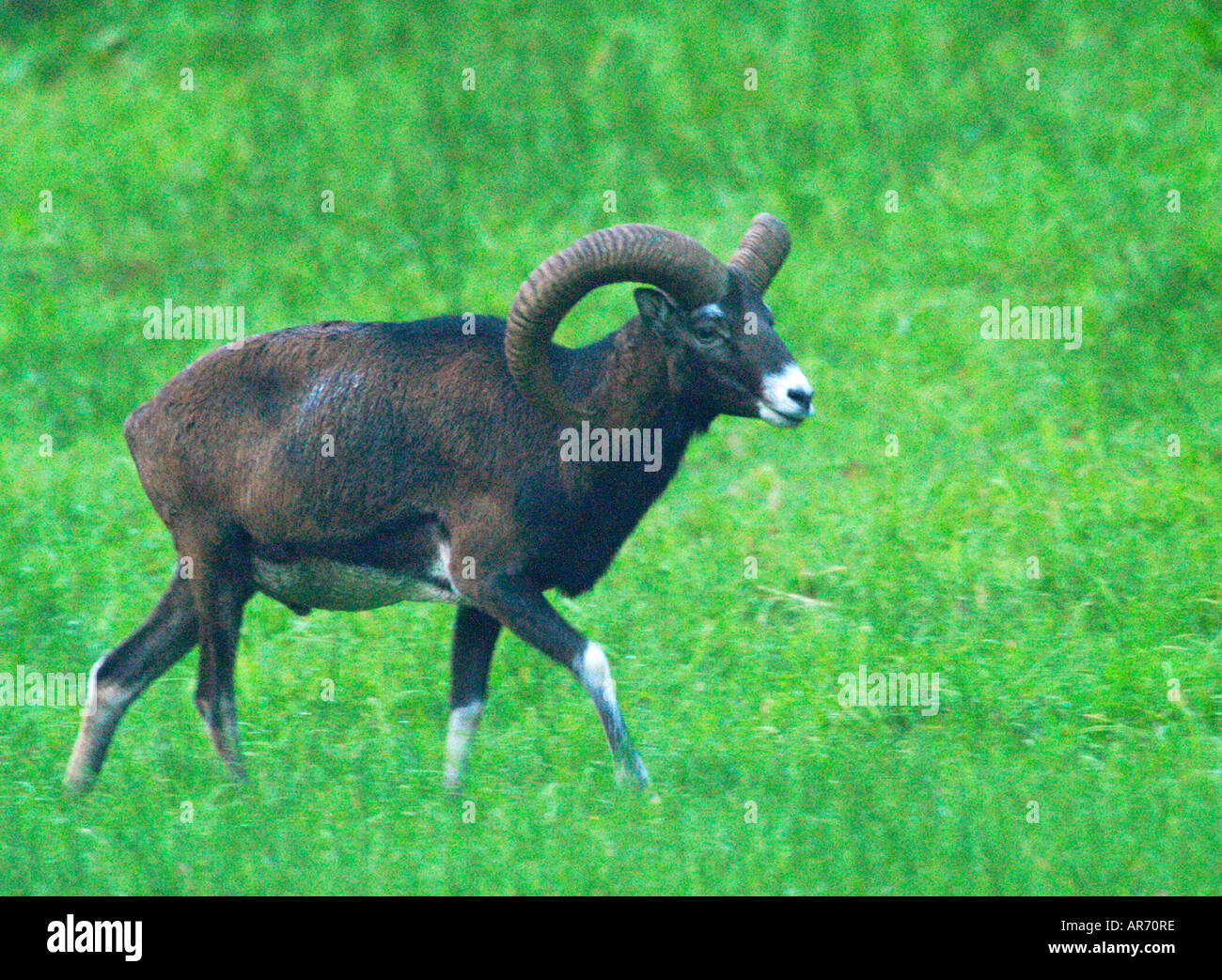 Waschmittel, Ovis Ammon Musimon, Europa Stockfoto