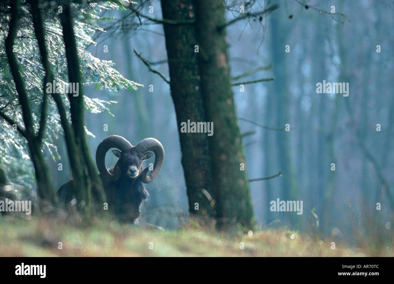 Waschmittel, Ovis Ammon Musimon, Europa Stockfoto