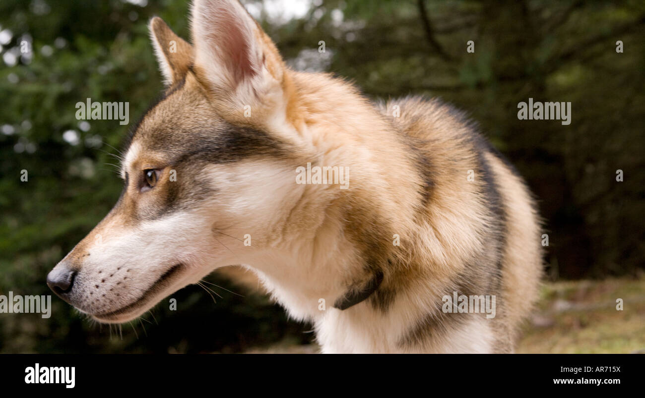 8 Monate altes süße husky Welpen Hund bei Schlittenhunderennen in Ae Wald Dumfries und Galloway Scotland UK Stockfoto